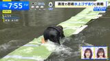 In 'THE TIME', Yuki Itonaga Anna exposes her wet clothed buttocks in a broadcast accident